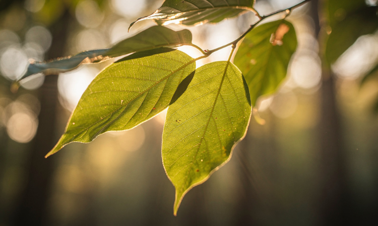 rediscovering the spiritual language of nature